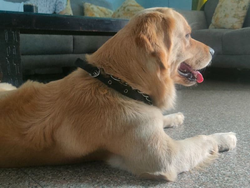 Thor primary photo