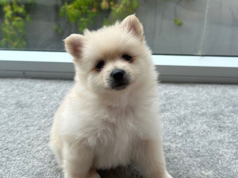 Brownie primary photo