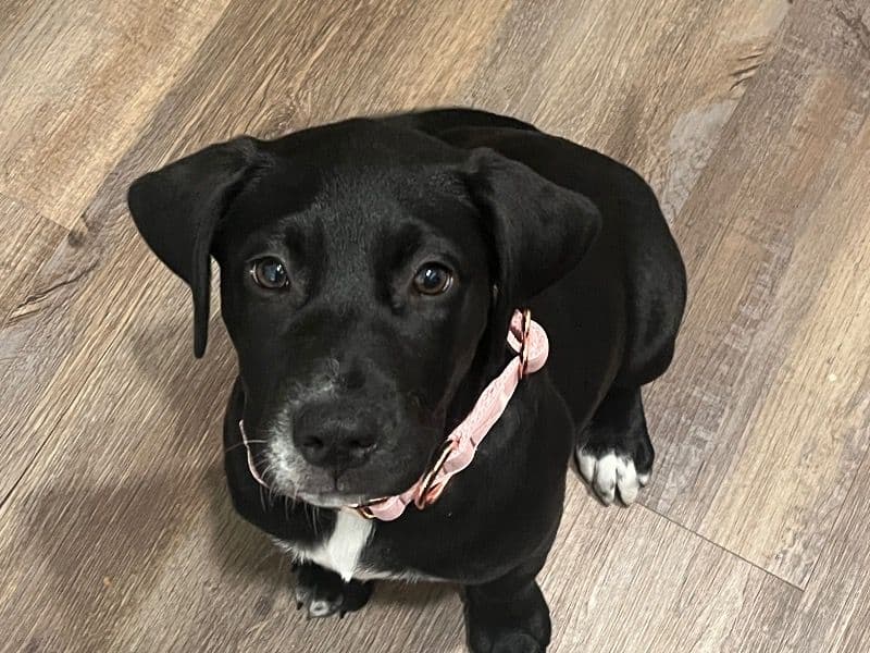 Kali primary photo