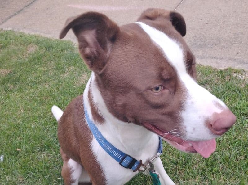 Buster primary photo