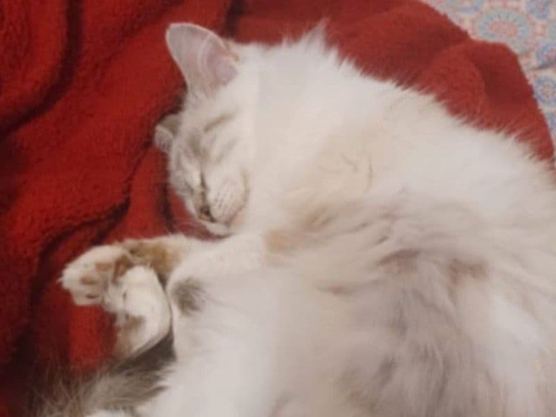 Sammy primary photo