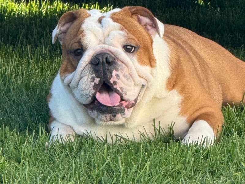 Sir Rocco primary photo