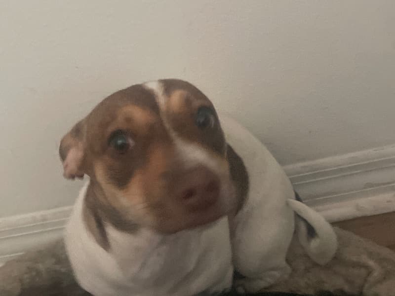Milo primary photo