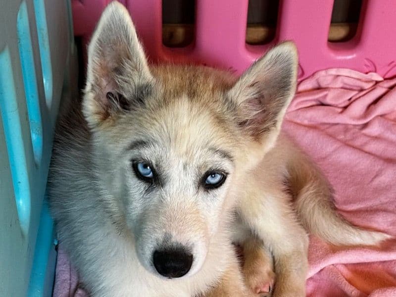 Puppies primary photo