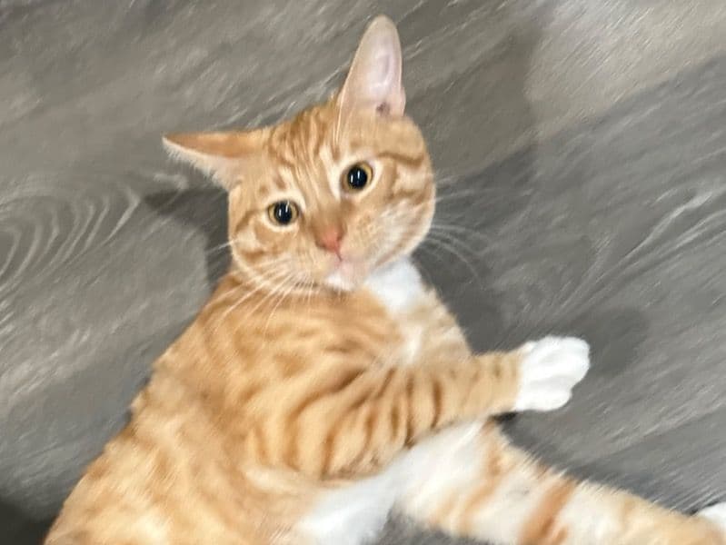 Tiger primary photo