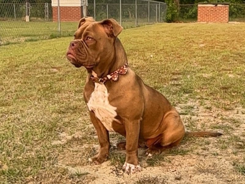 Sadie primary photo