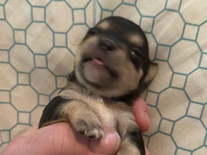Puppy primary photo