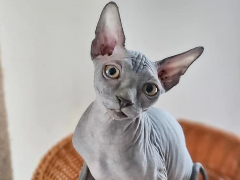 Diego primary photo