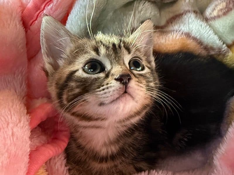 Rosie primary photo