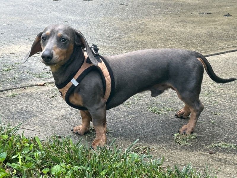 Winston primary photo