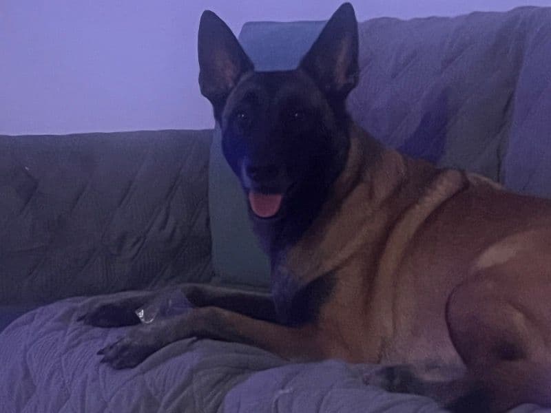 Harley primary photo