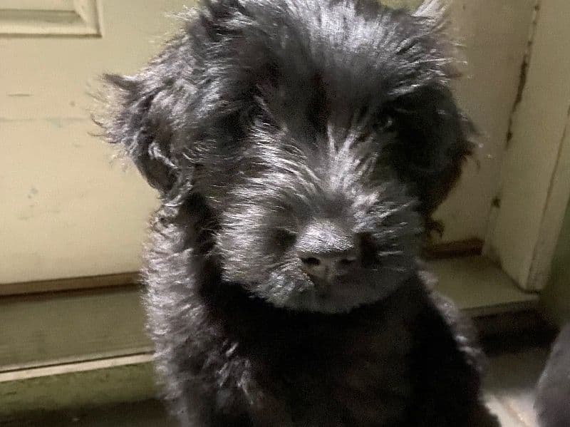 Golden Poodle Puppy primary photo