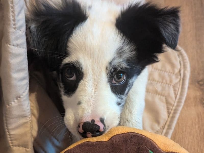 Luna primary photo