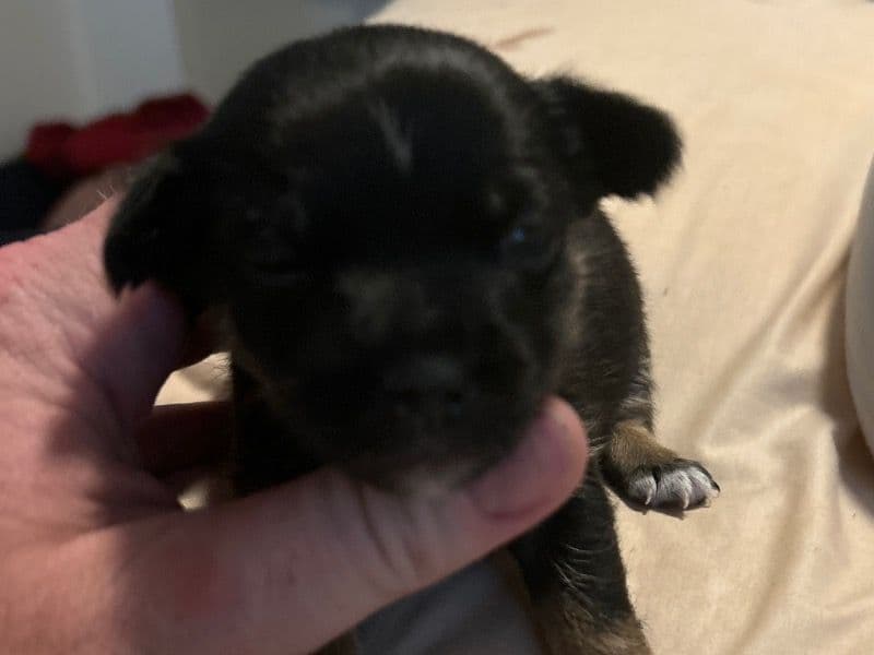 Puppy 5 primary photo