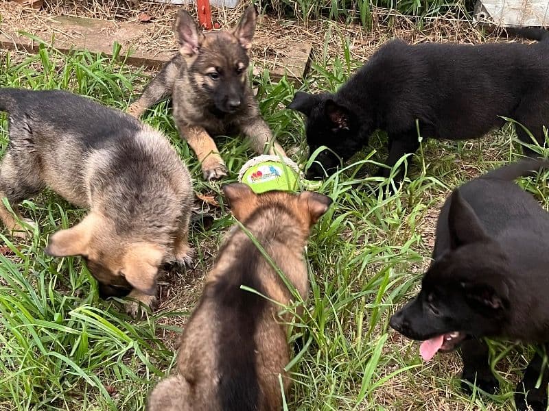 Puppy primary photo