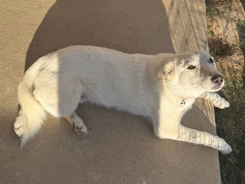 Ghost primary photo