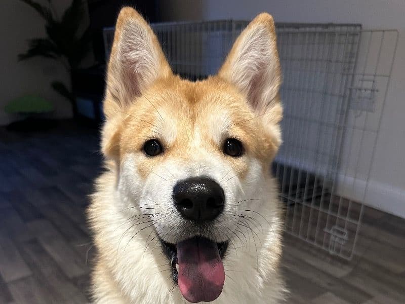 Koa primary photo