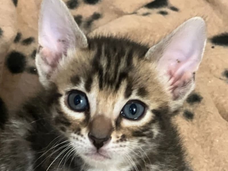 Kiwi primary photo