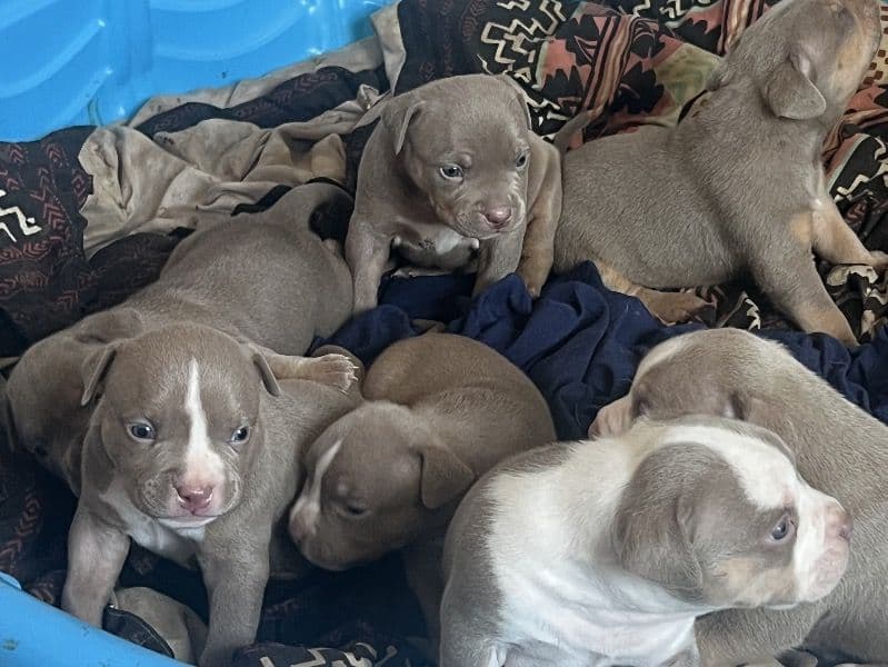 American Bully primary photo