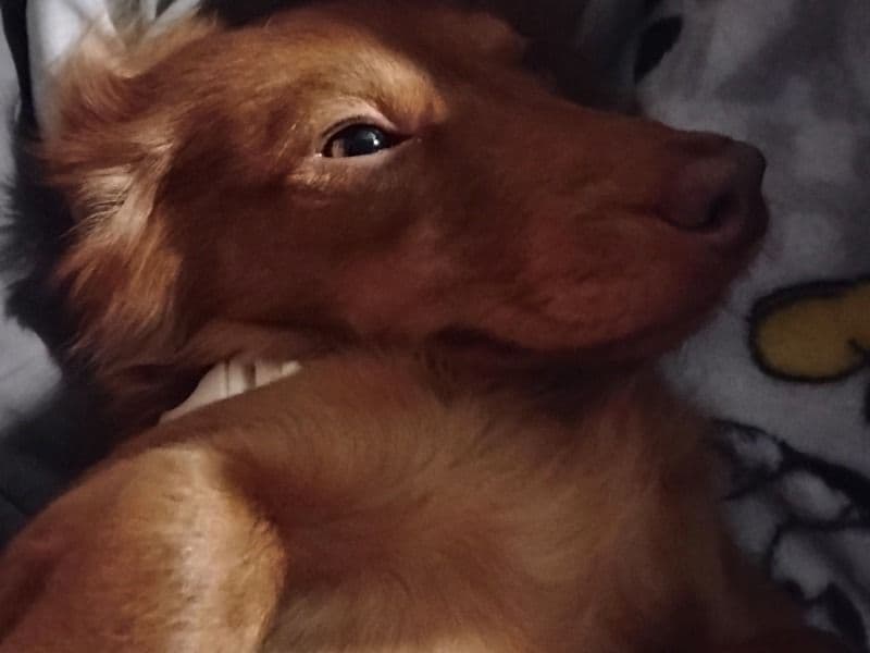 Odie primary photo