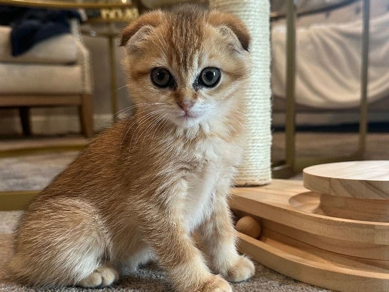 Kitten primary photo