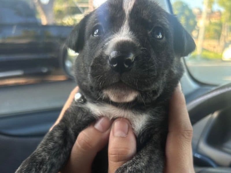 Scrappy primary photo