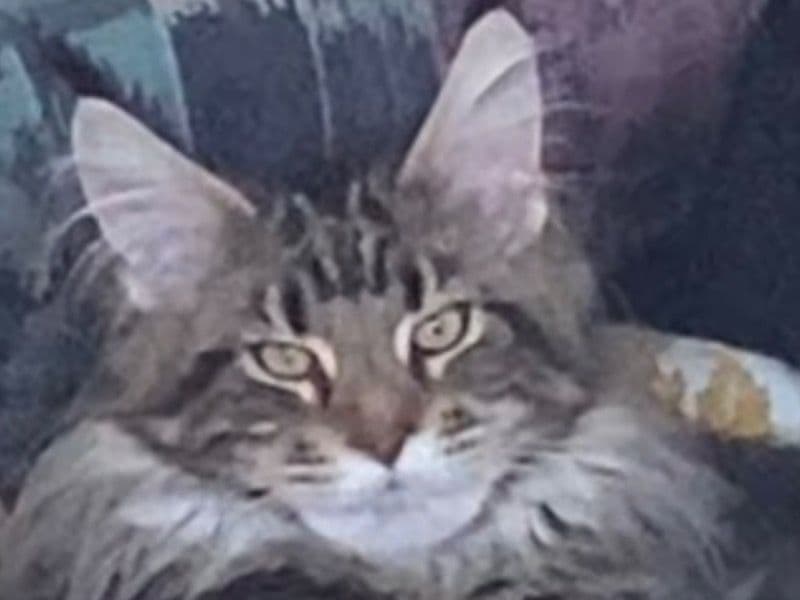 Mr.miyagi primary photo