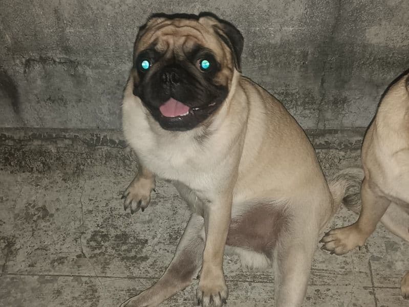 Simba primary photo