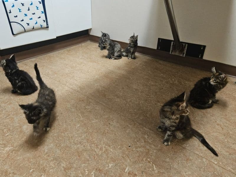 Litter Of Kittens primary photo