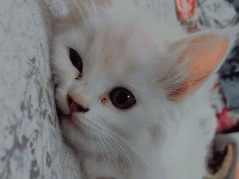 Mufasa primary photo