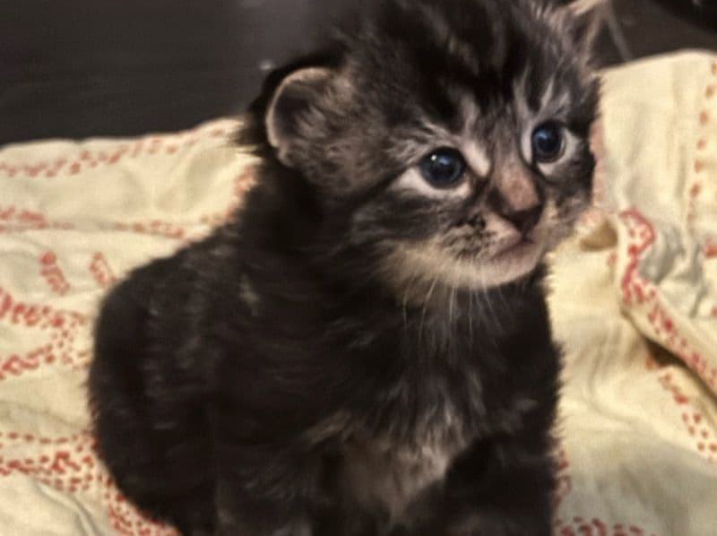 Coco primary photo