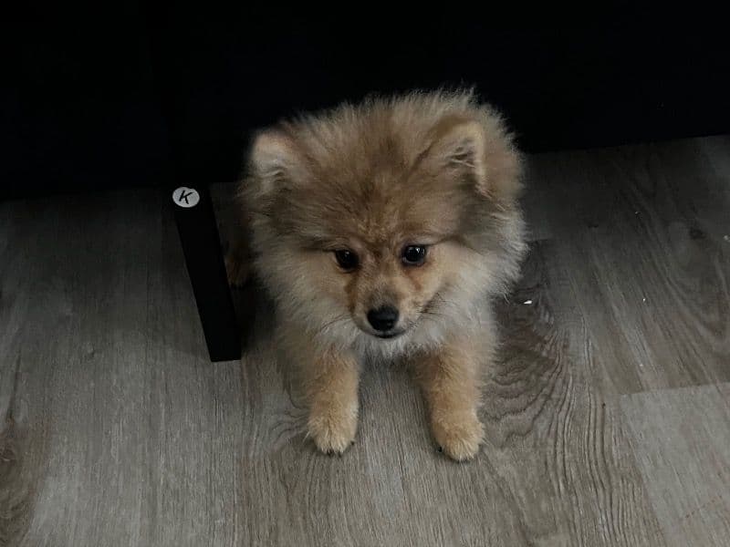Foxxy primary photo
