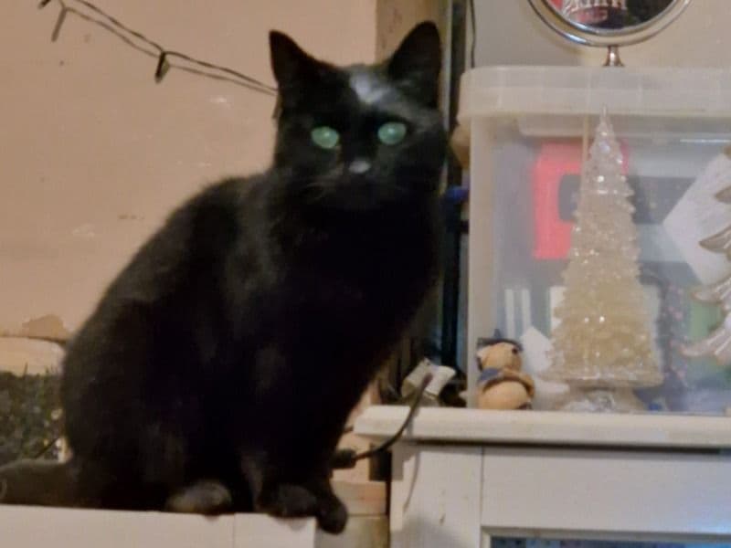 Bitey primary photo