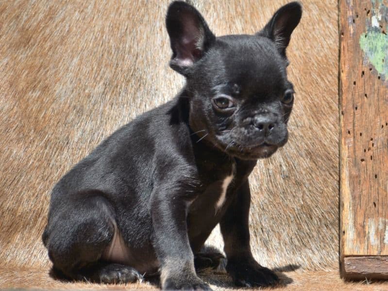 Negan primary photo