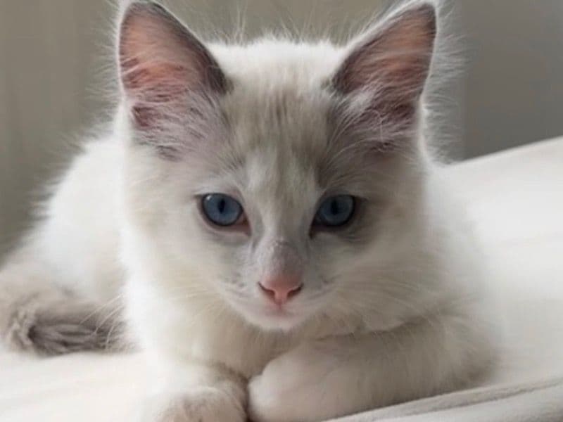 Marshmallow primary photo