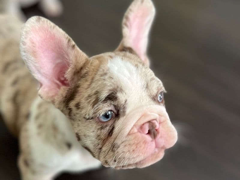 Coco primary photo