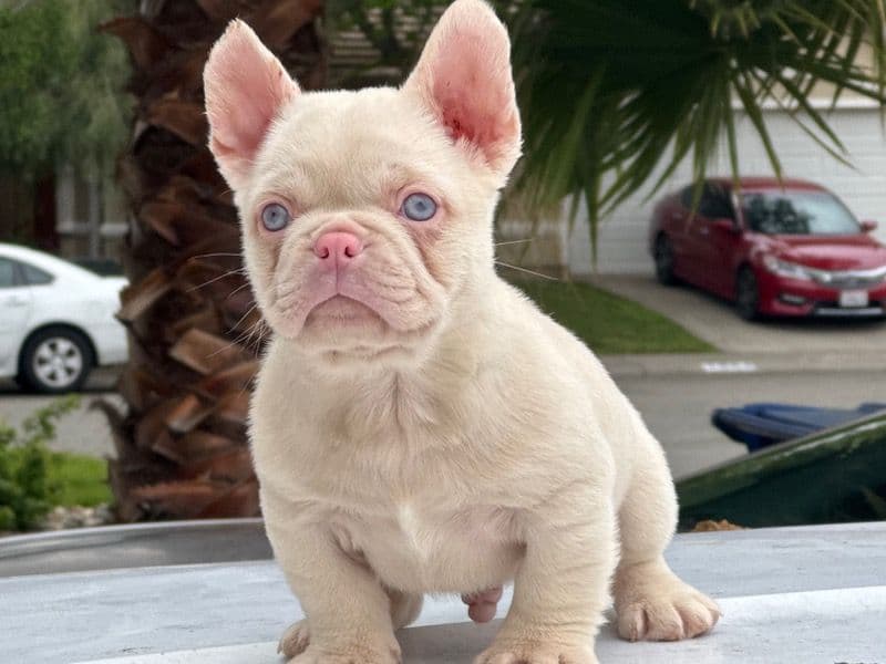 Chubbs primary photo