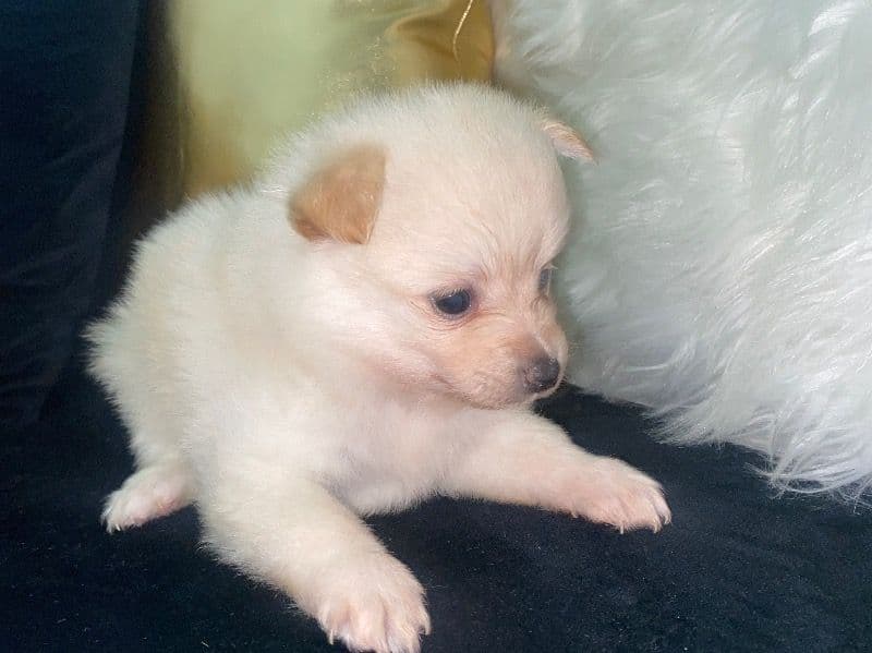 Bella primary photo