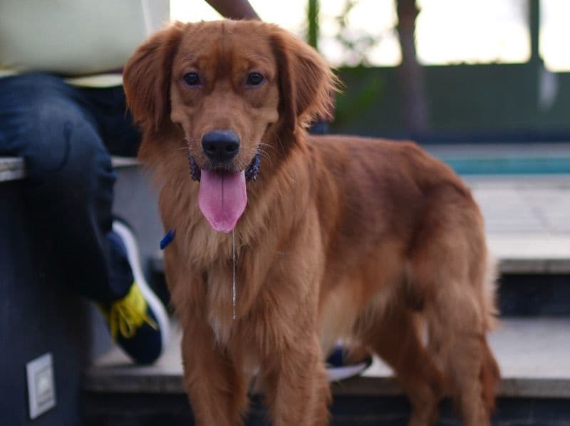 Loki primary photo
