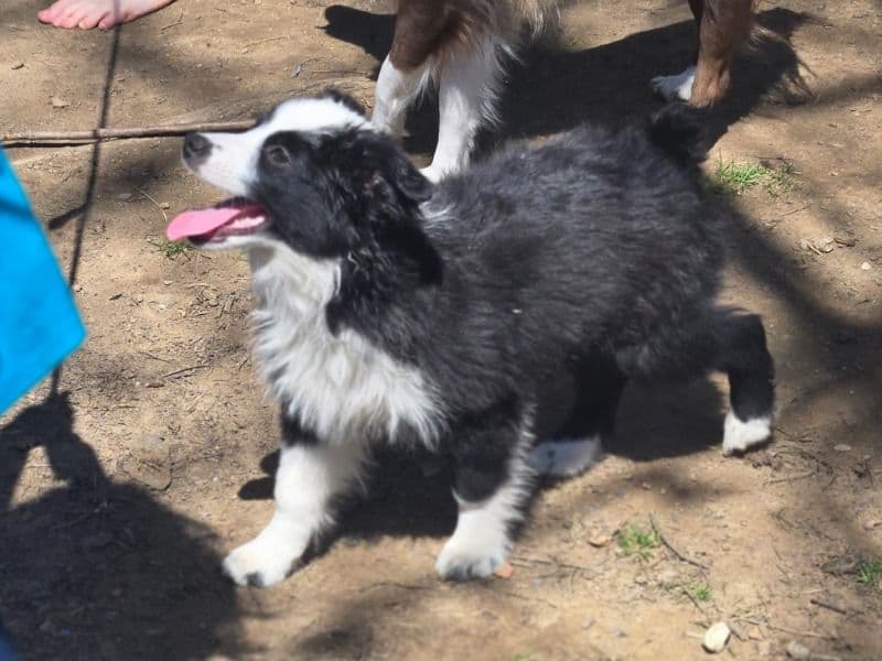 Bella primary photo