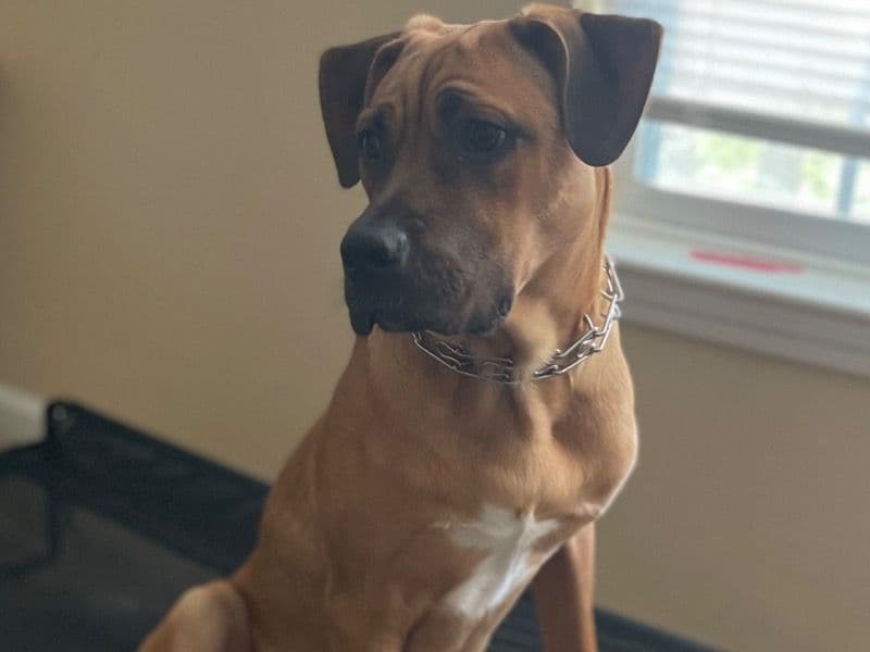 Zeus primary photo