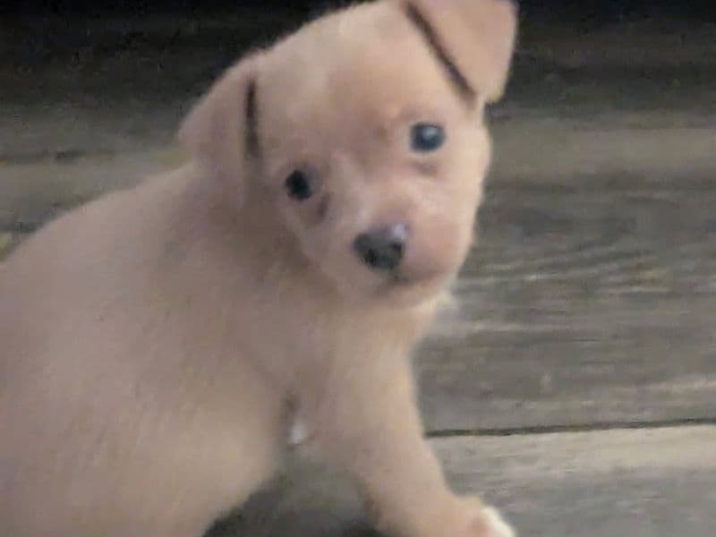 Male Puppy 1 primary photo