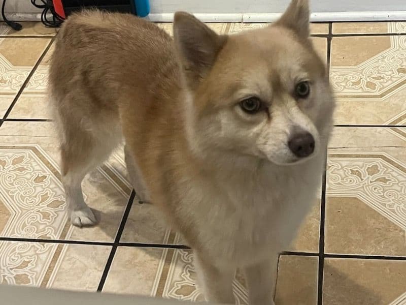 Luna primary photo