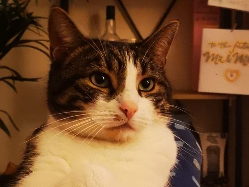 Tiger primary photo