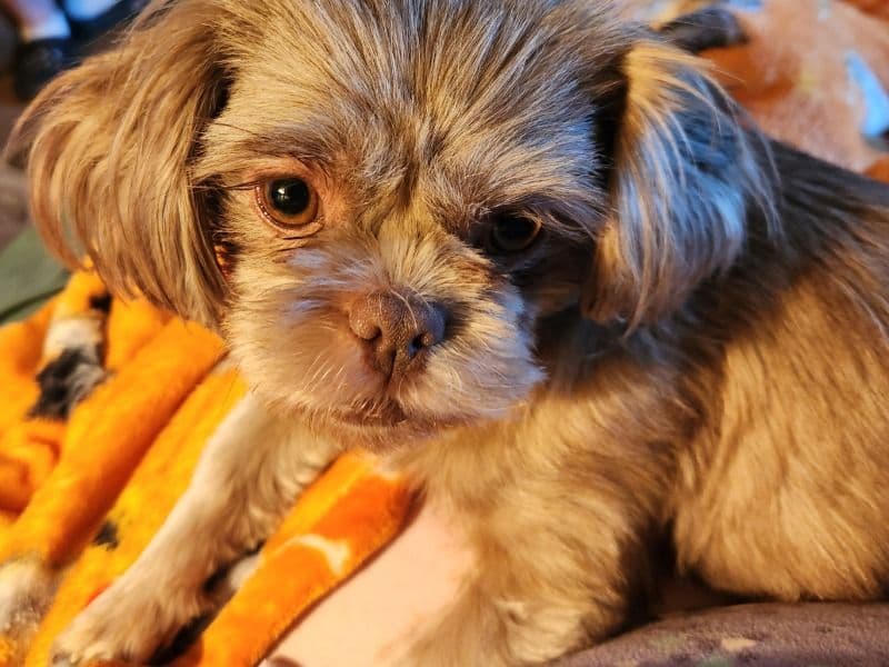 Coco primary photo
