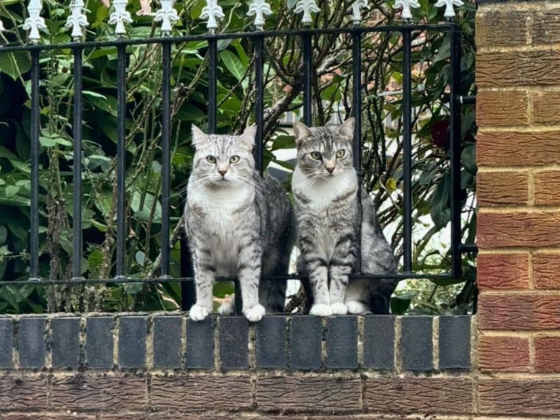 Tasi And Talia primary photo