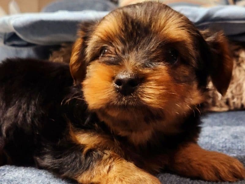 Koa primary photo