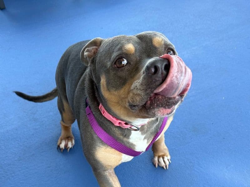 Nala primary photo
