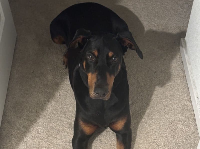 Diesel primary photo