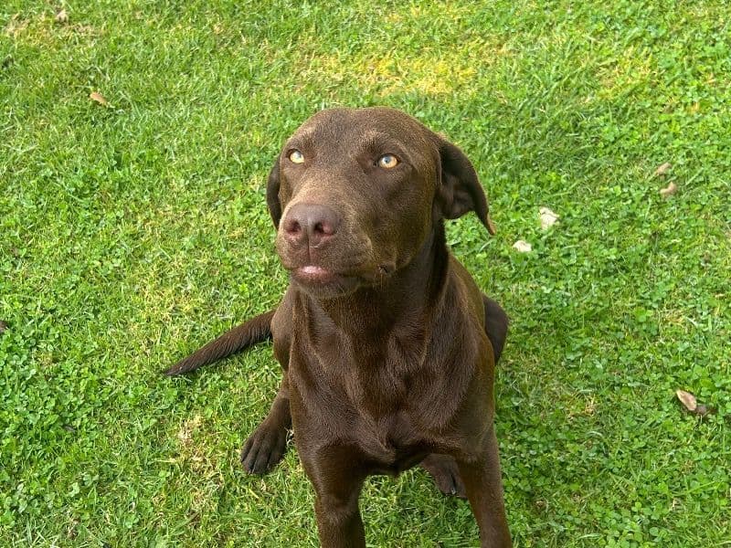 Stella primary photo